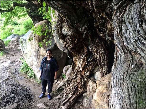 tree formation, Hike to hot water spring Kheerganga, Himachal Pradesh