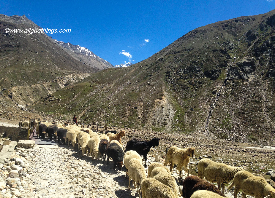 Traffic jam on the way to Spiti Valley- my travel book for year 2016! looking for more in 2017