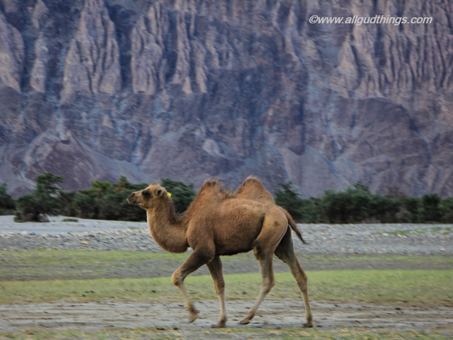 Double Humped Bactrian Camel, Nubra Valley