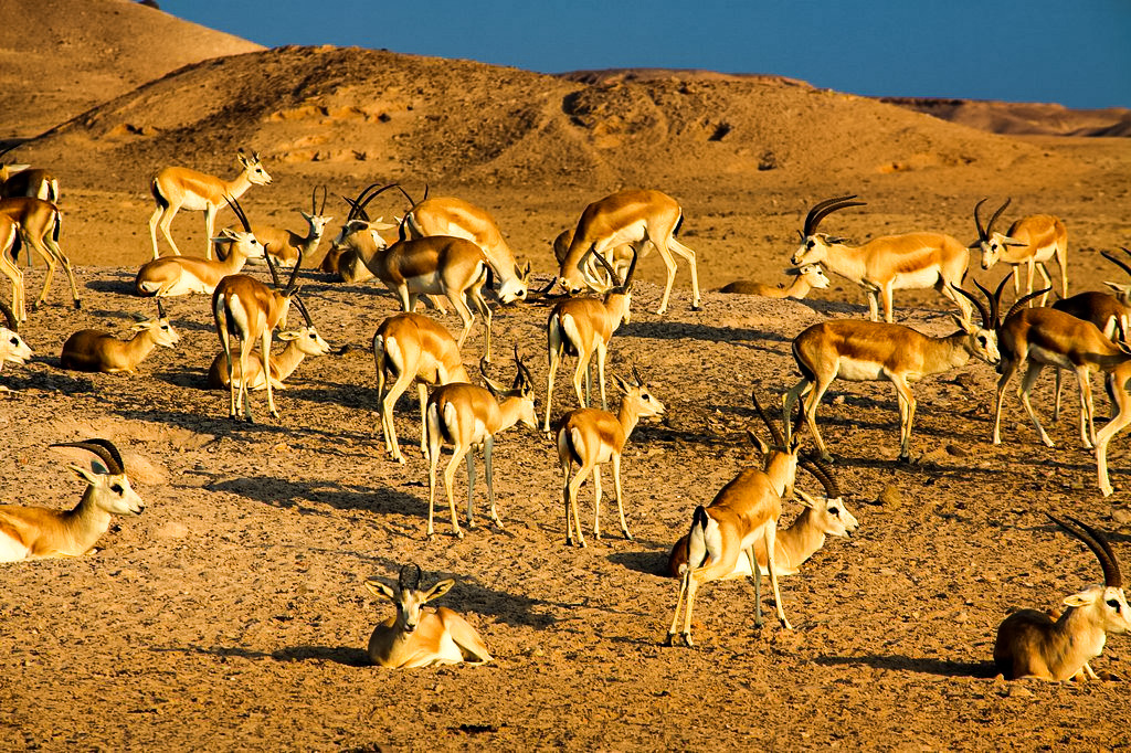 Arabian Wildlife Park -Top attractions of Abu Dhabi