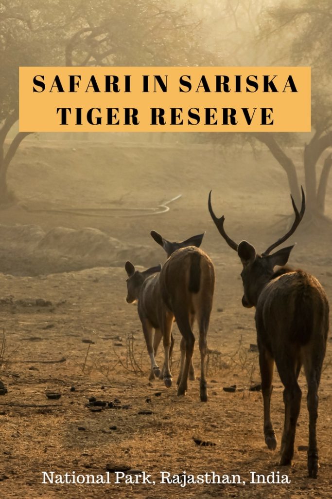 Jungle Safari in Sariska Tiger Reserve