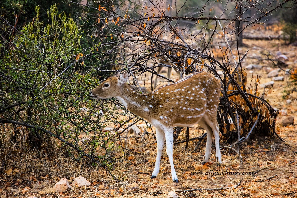 Spotted Deer at Sariska National Park - Sariska Tiger Reserve