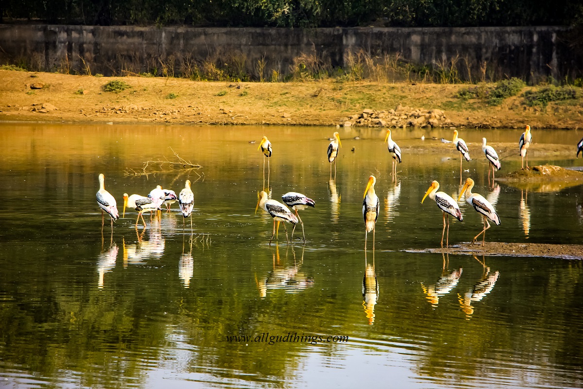 Stork Birds at Sariska Tiger Reserve