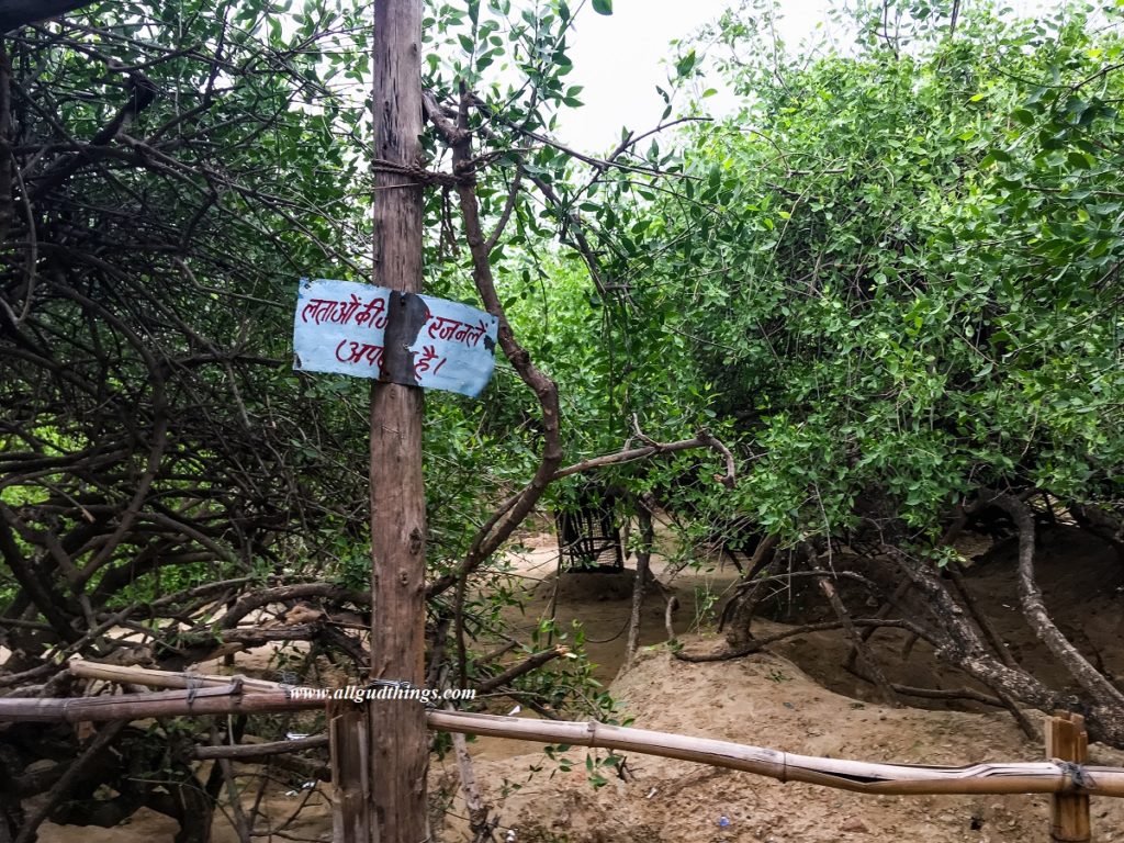 Entangled roots of Basil Trees at Nidhivan in Vrindavan
