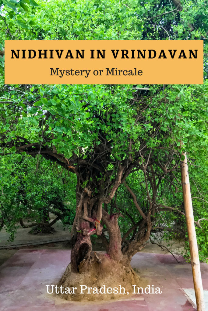 Nidhivan in Vrindavan