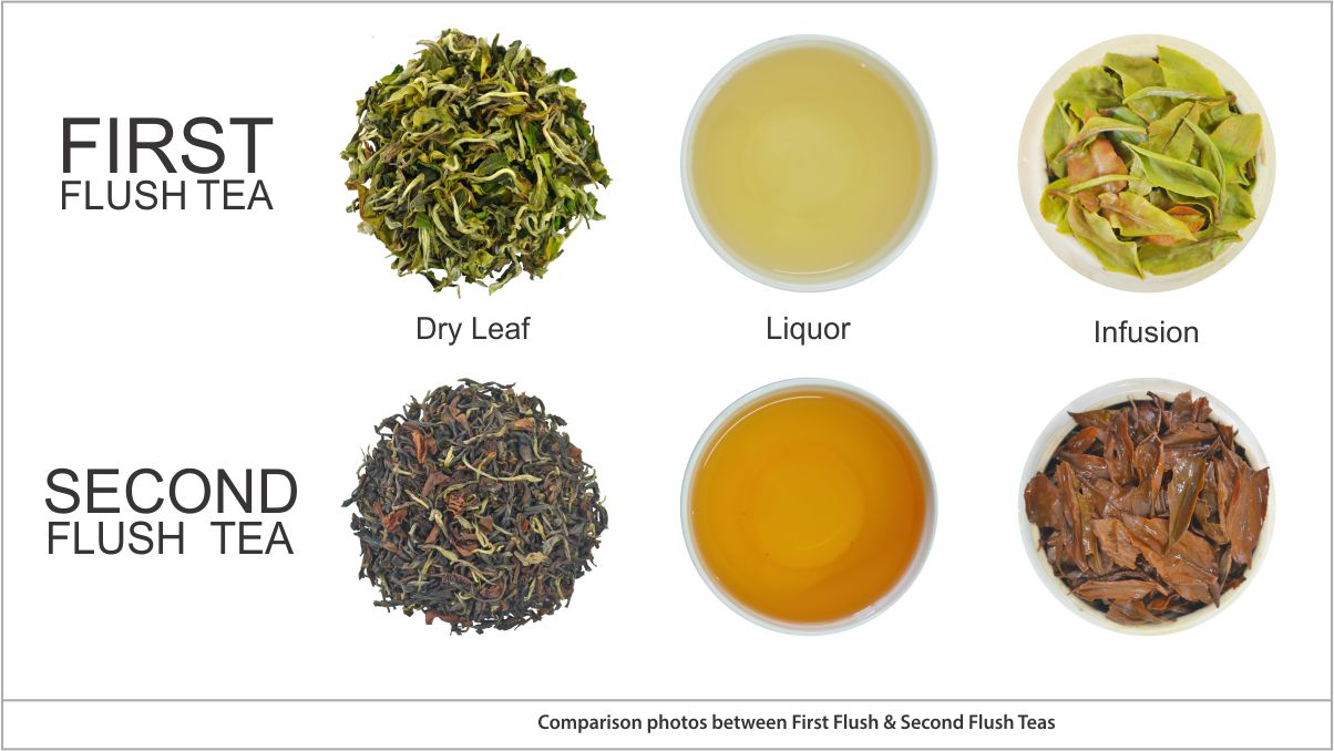 Difference between First Flush and Second Flush of Darjeeling Tea