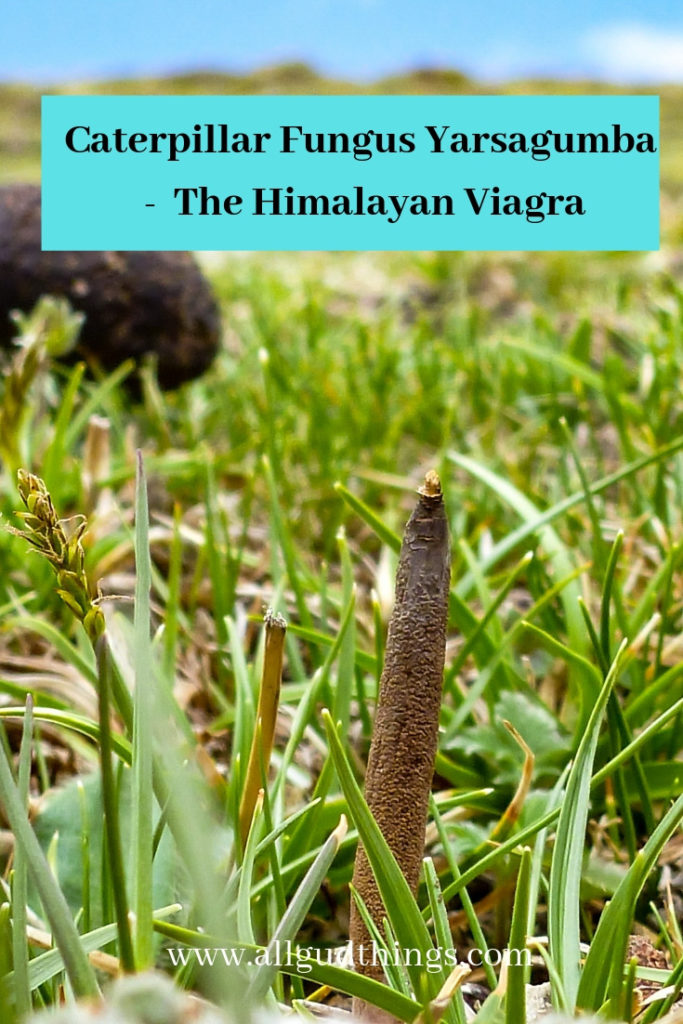 Caterpillar Fungus Yarsagumba - The Himalayan Viagra