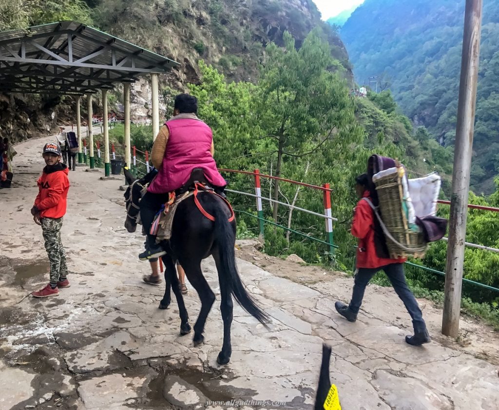 Horses, Ponies, Palkis for Kedarnath Trek