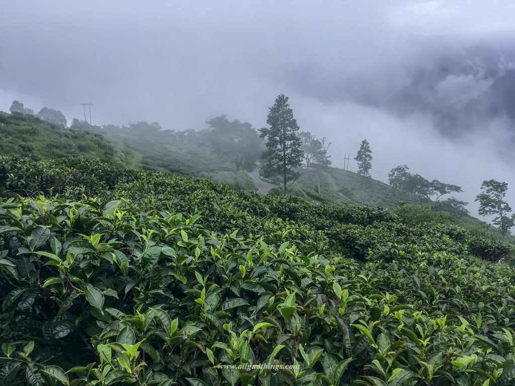 Tea Estates in Darjeeling Sikkim Tour