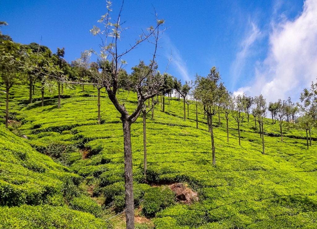 Tea plantation near doddabetta Tamilnadu