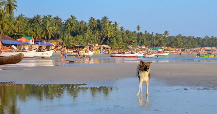 Story of Stray Dog Bite & Rabies Vaccine ordeal in Goa