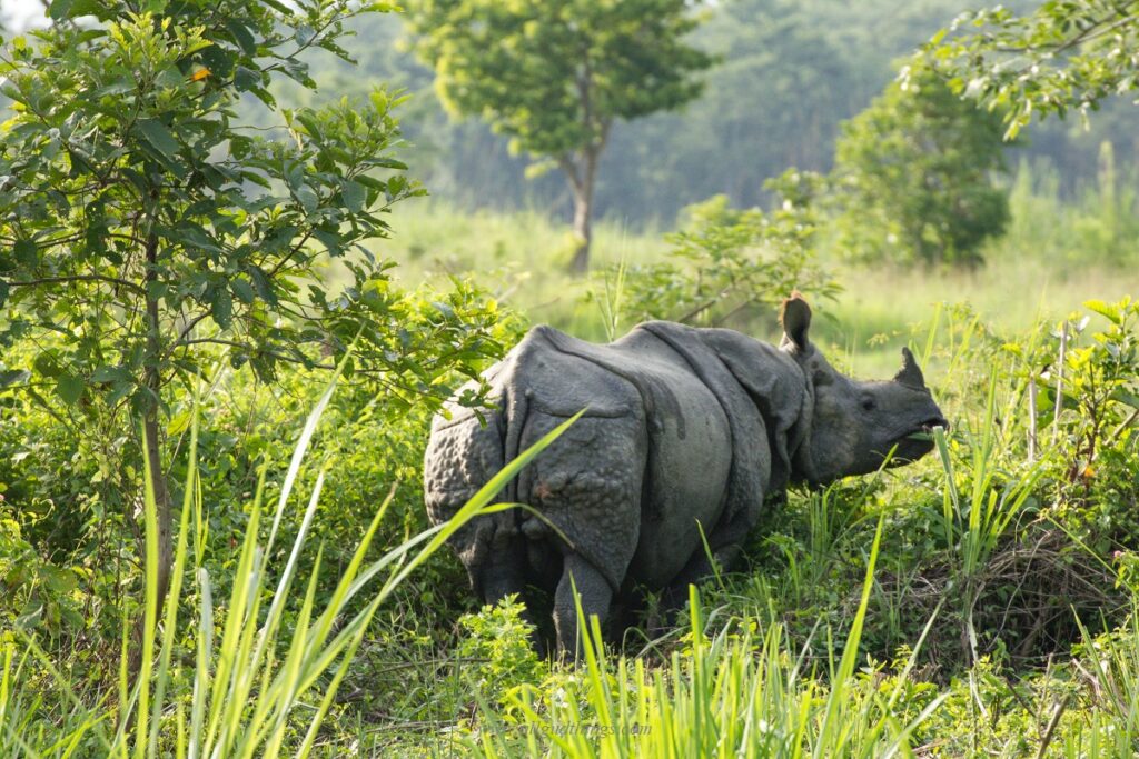 Injured Rhino at Chitwan National Park