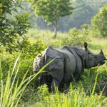 Rhino-at-Chitwan-National-Park