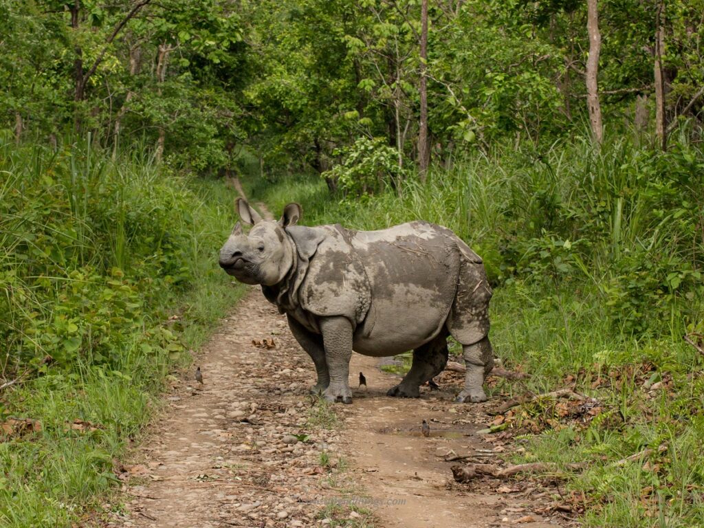 Single Horned Rhinoceros at Chitwan National Park