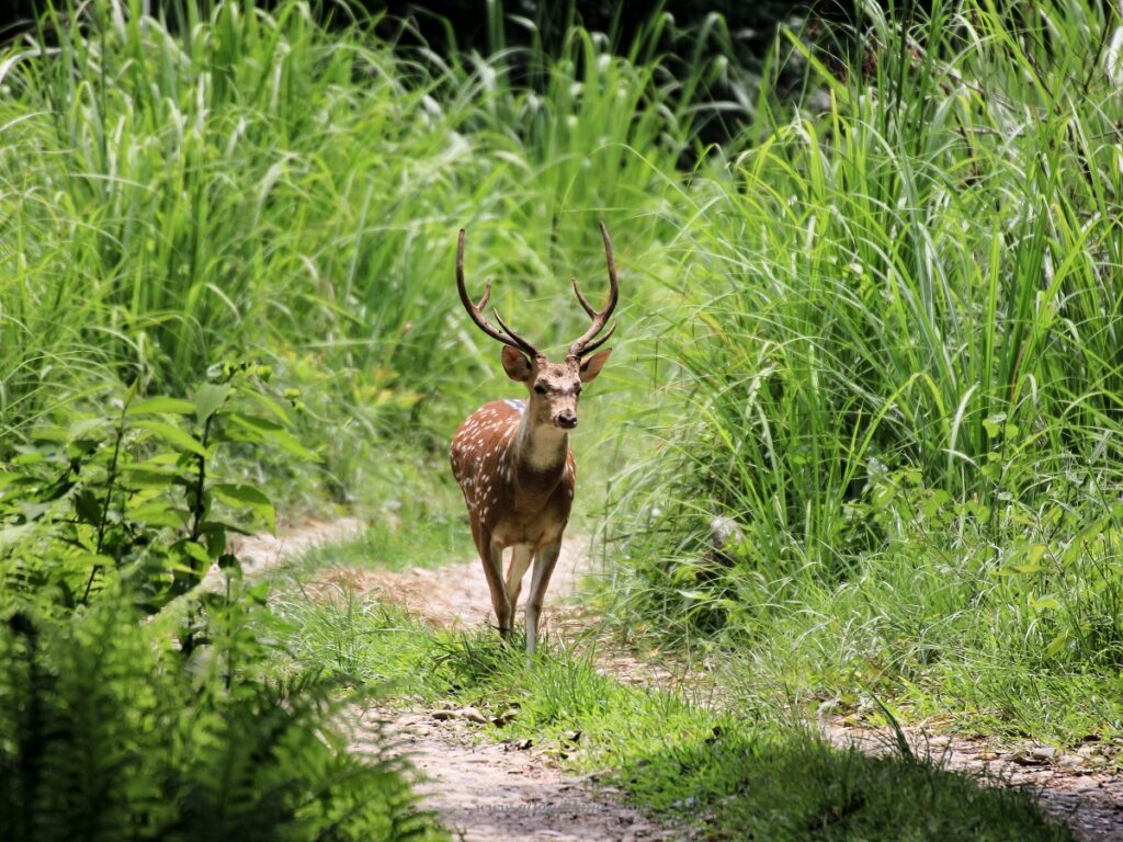 Spotted Deer at Chitwan National Park